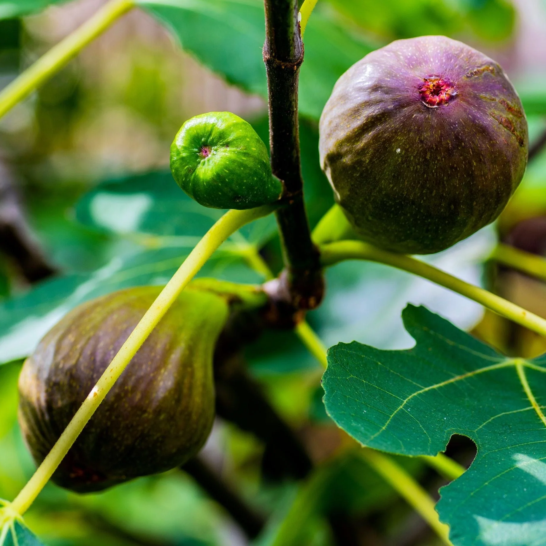 UK Hardy Fig Tree | 'Brown Turkey' - Image 7