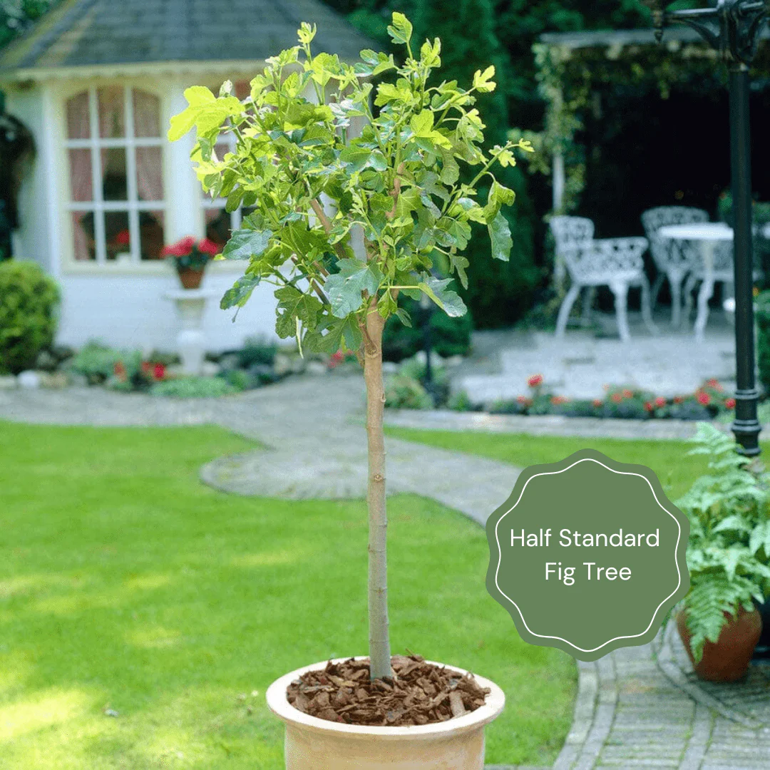 UK Hardy Fig Tree | 'Brown Turkey' - Image 9