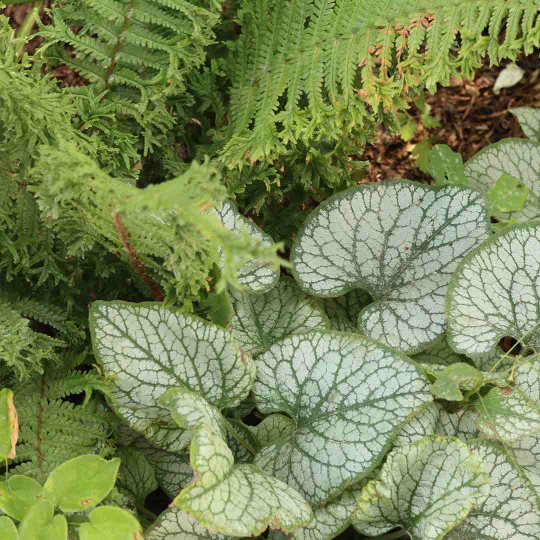 Brunnera 'Jack Frost' - Image 4