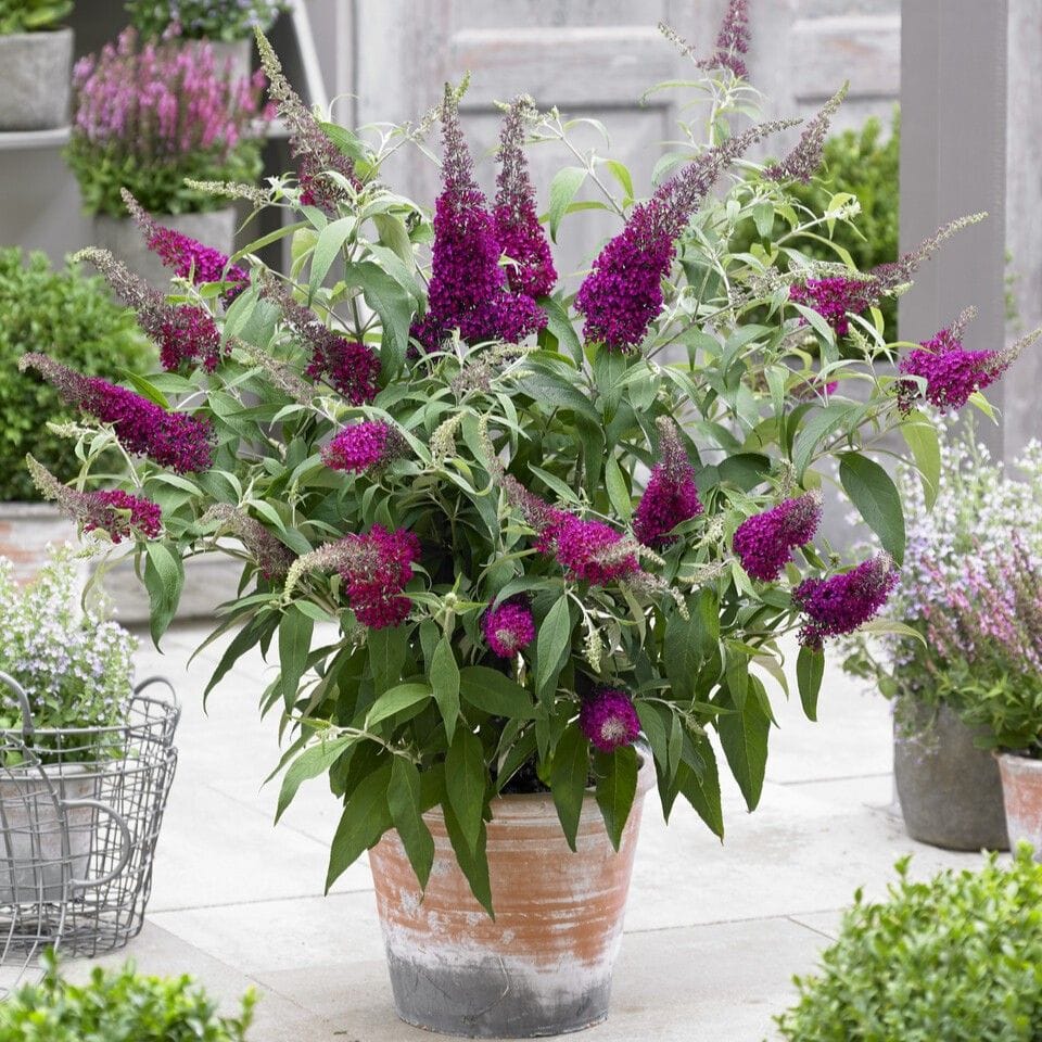 Buddleja davidii 'Sugar Plum'®