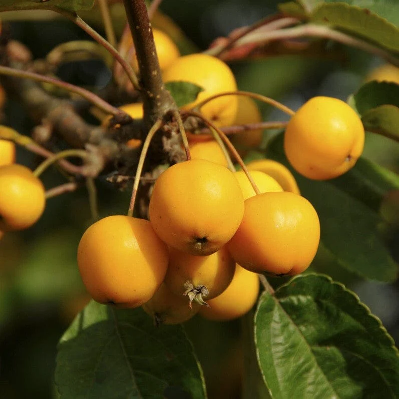 'Butterball' Crabapple Tree - Image 2