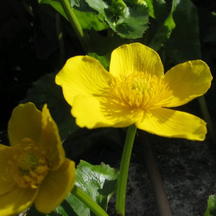 Giant Marsh Marigold | Caltha palustris polypetala - Image 2