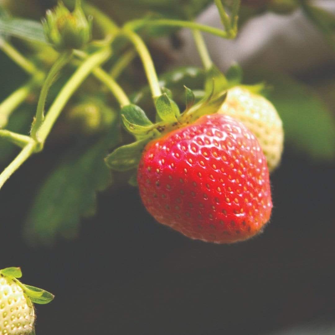 'Cambridge Favourite' Strawberry Plants - Image 4