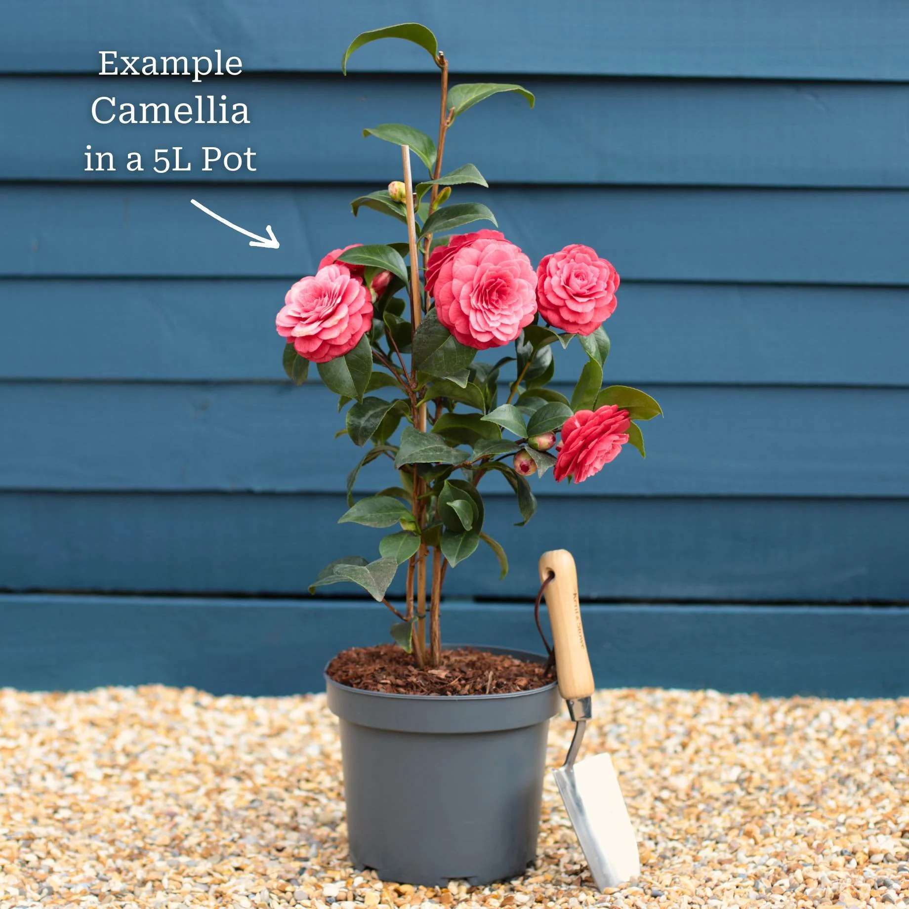 Camelia 'Cleopatra' - Image 2