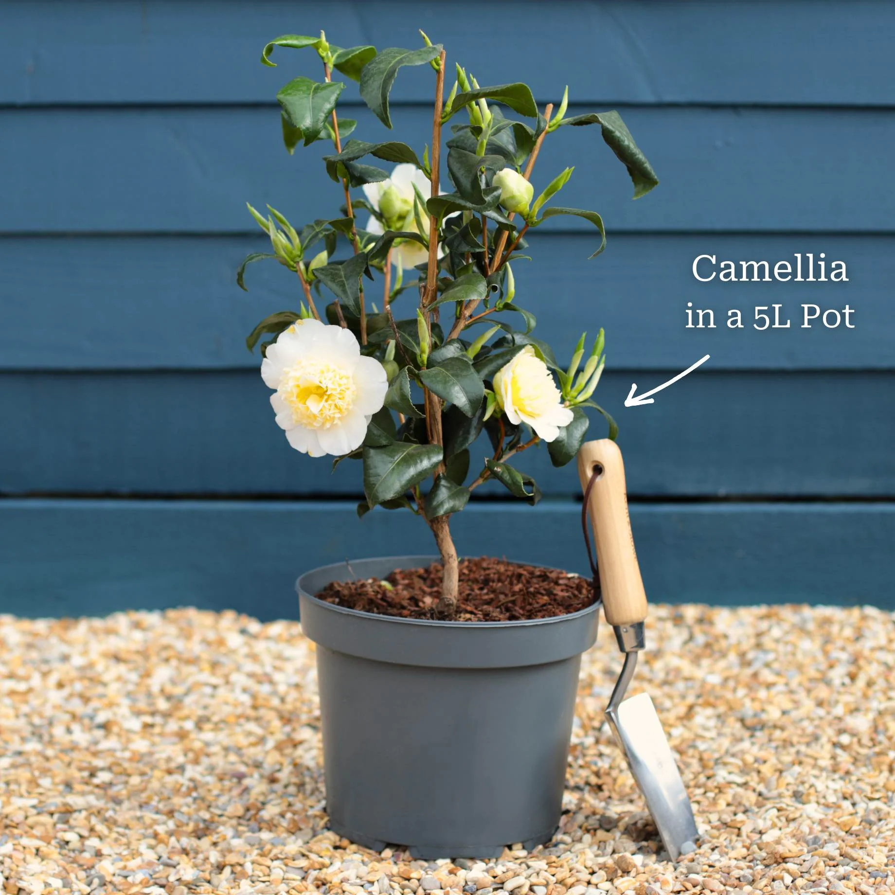 Camellia Plant Gift - Image 5