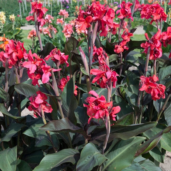 Canna Cannova 'Rose' - Image 3