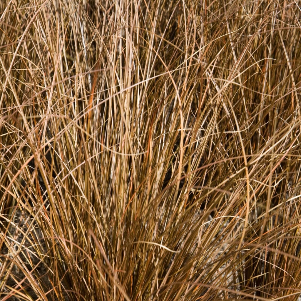 Carex petriei 'Milk Chocolate®' | Ornamental Grass - Image 2