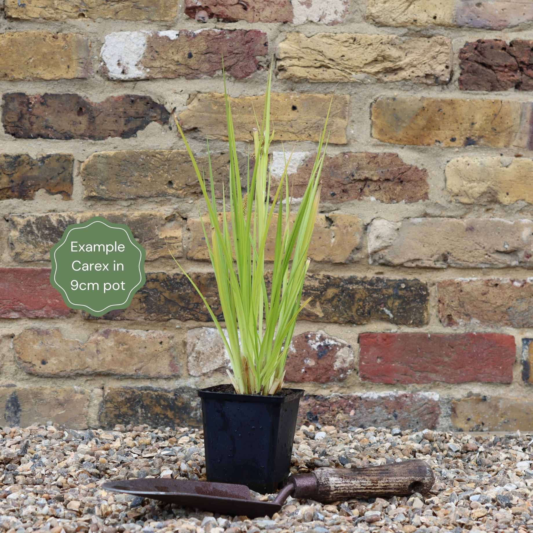 Cyperus Sedge | Carex pseudocyperus - Image 4