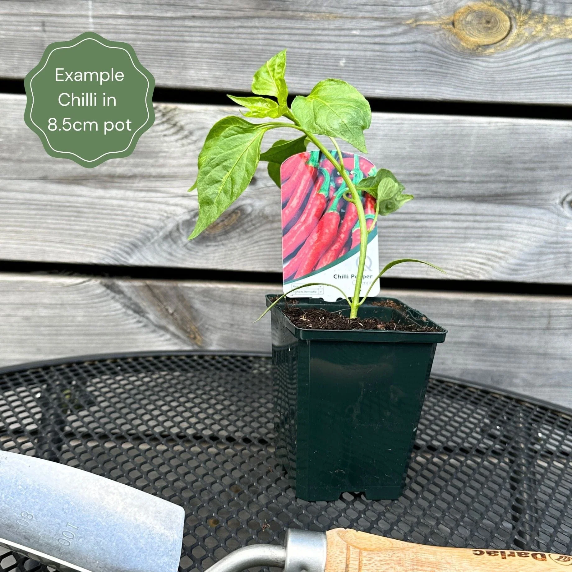 'Cayenne Long Slim' Chilli Plants - Image 3