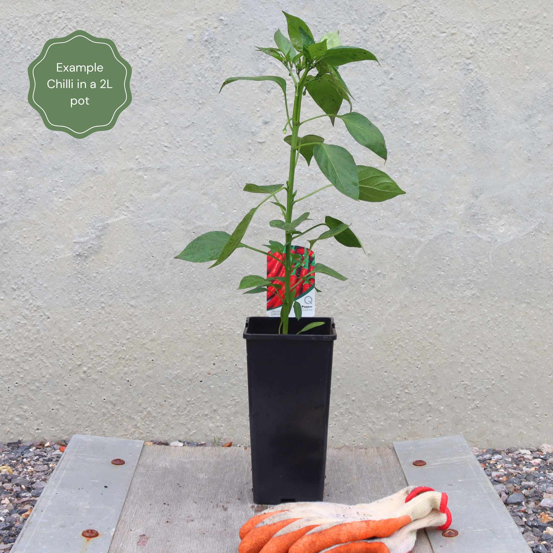 'Cayenne Long Slim' Chilli Plants - Image 4