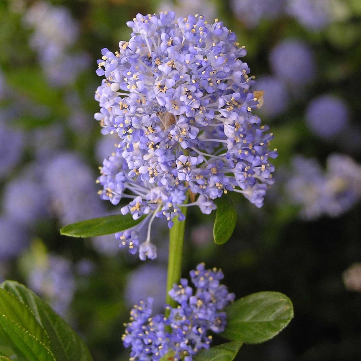 Ceanothus thyrsiflorus 'Repens' - Image 3