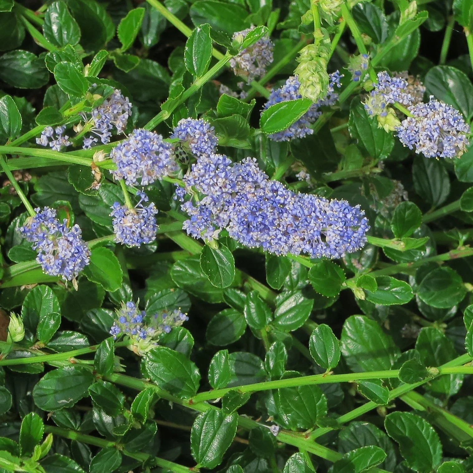 Ceanothus thyrsiflorus 'Repens' - Image 4