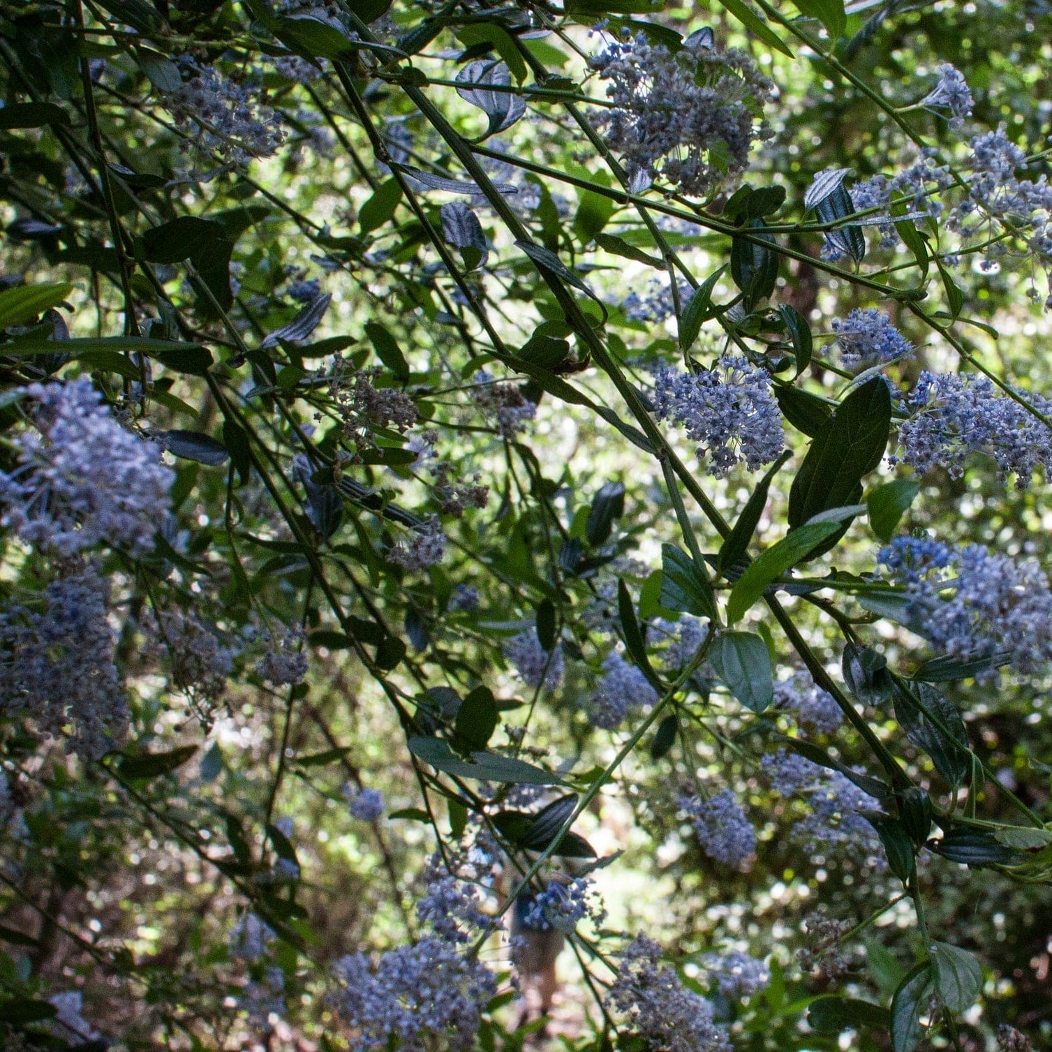 Ceanothus thyrsiflorus 'Repens' - Image 5