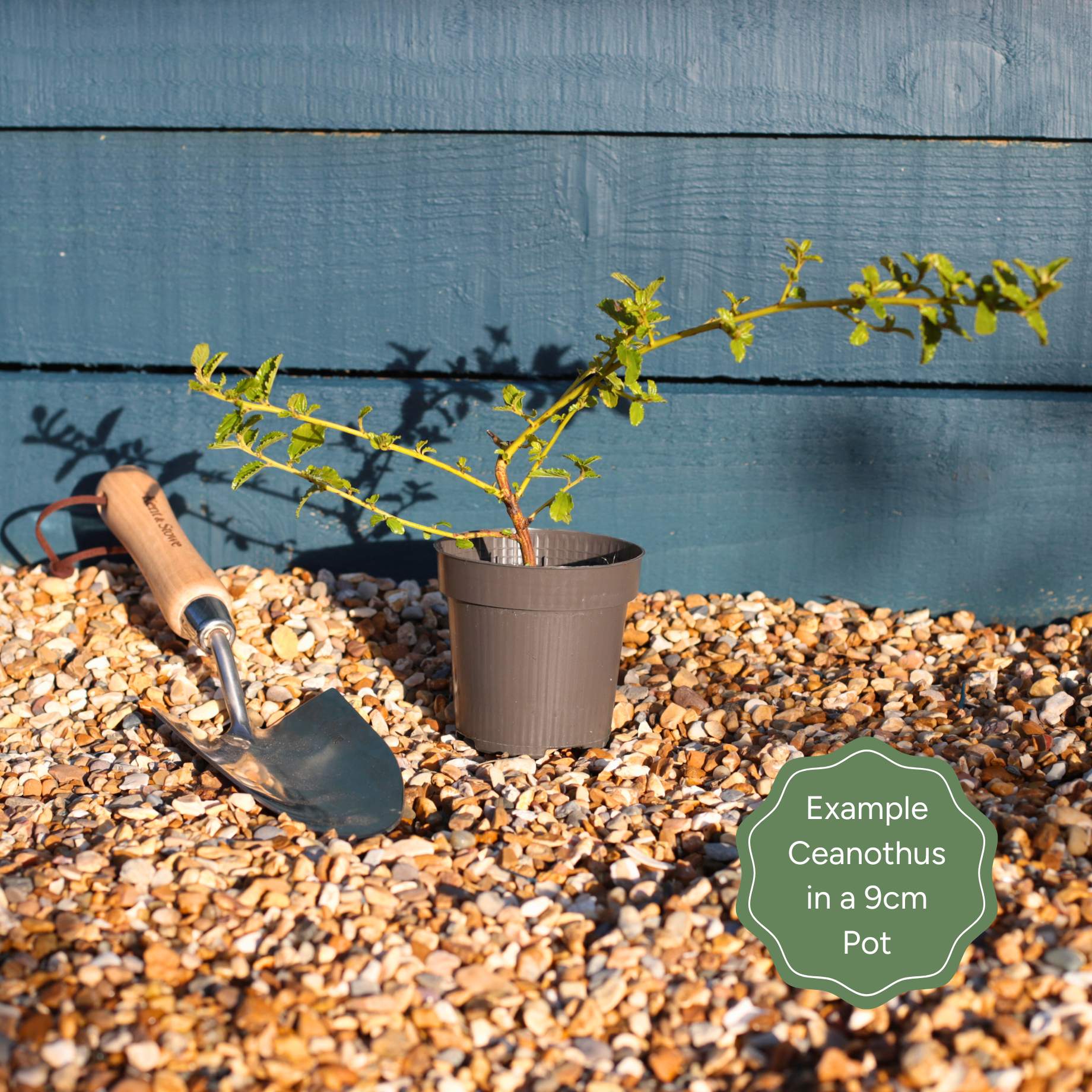 Ceanothus thyrsiflorus 'Repens' - Image 6