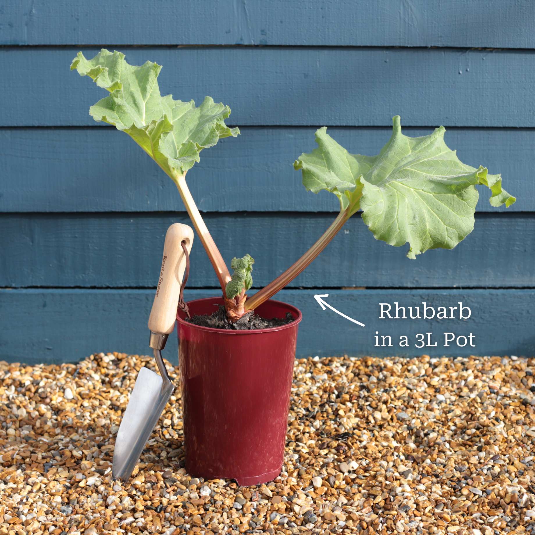 'Champagne' Rhubarb Plant - Image 3