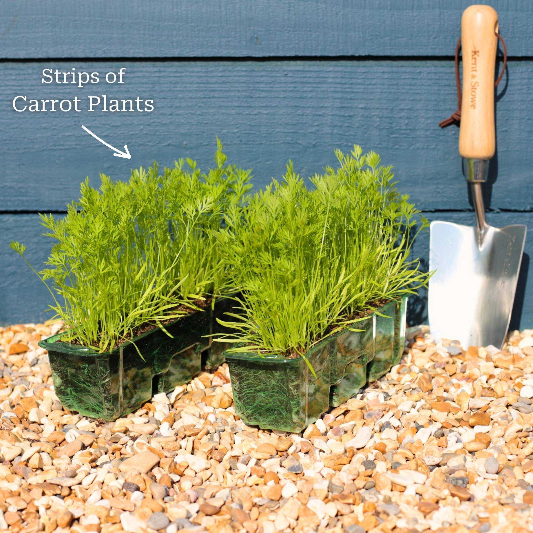 Colourful Carrot Plants - Image 6
