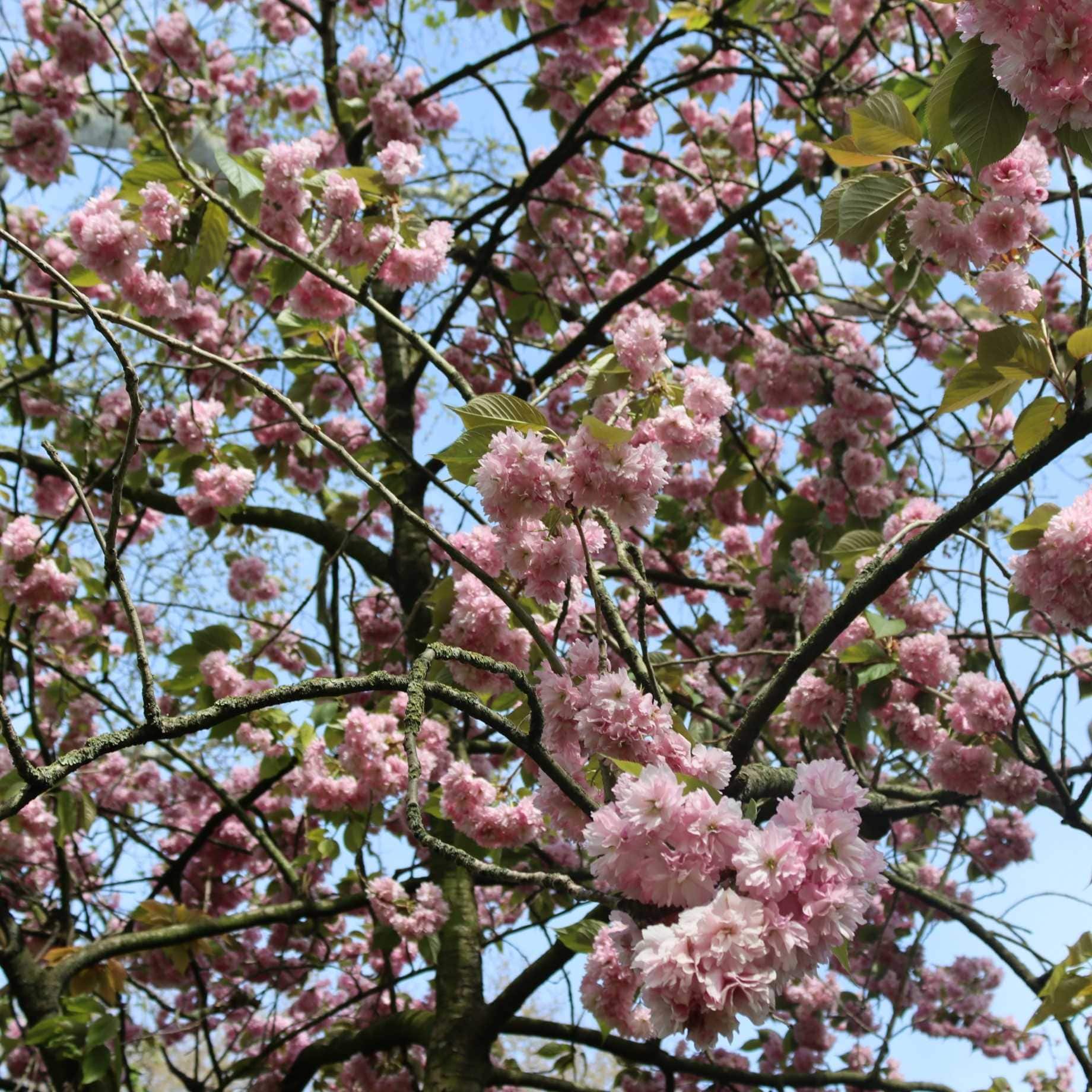 Cheal's Weeping Cherry Blossom Tree | Prunus 'Kiku-shidare-zakura' - Image 5