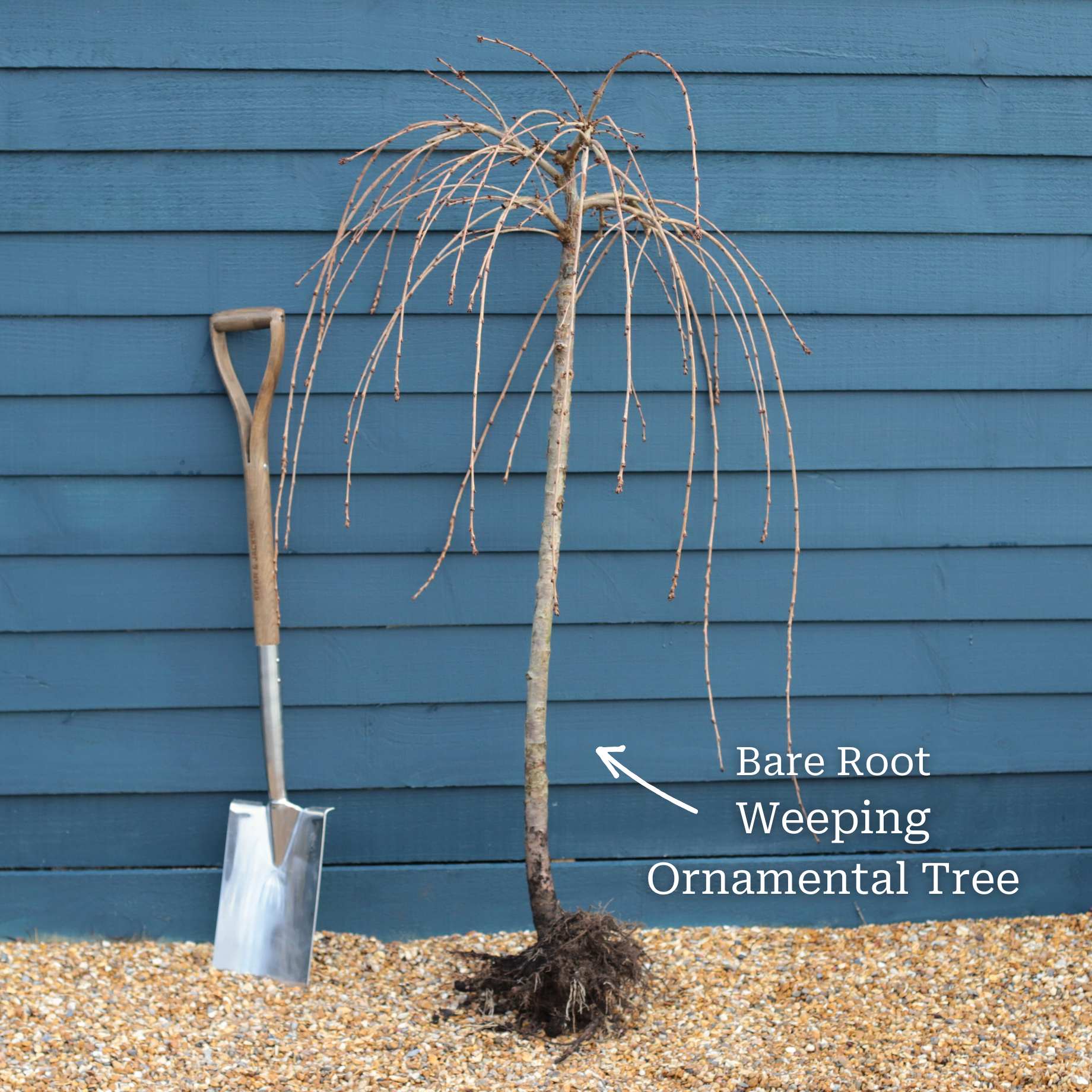 Cheal's Weeping Cherry Blossom Tree | Prunus 'Kiku-shidare-zakura' - Image 7
