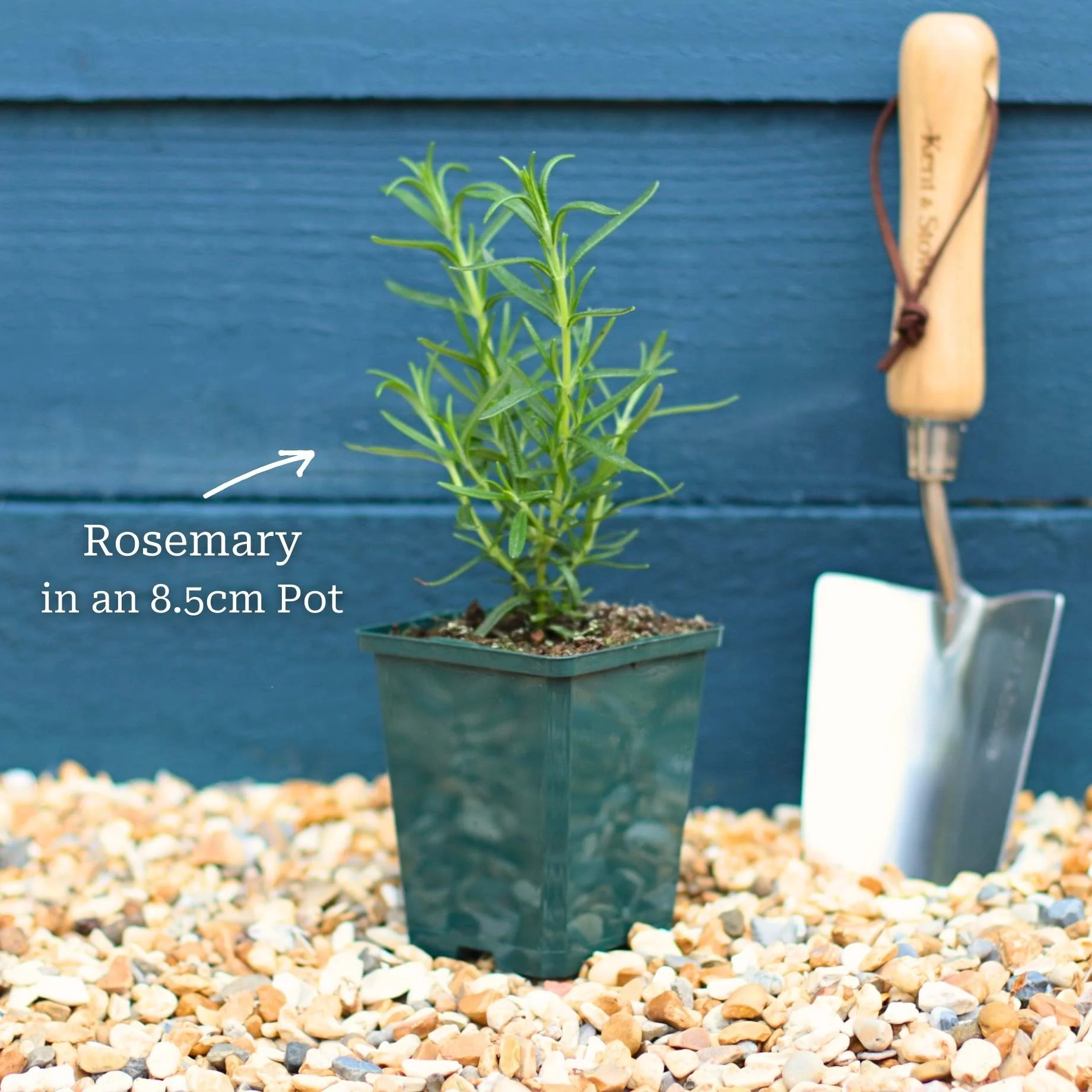 Mediterranean Herb Plants Collection - Image 3