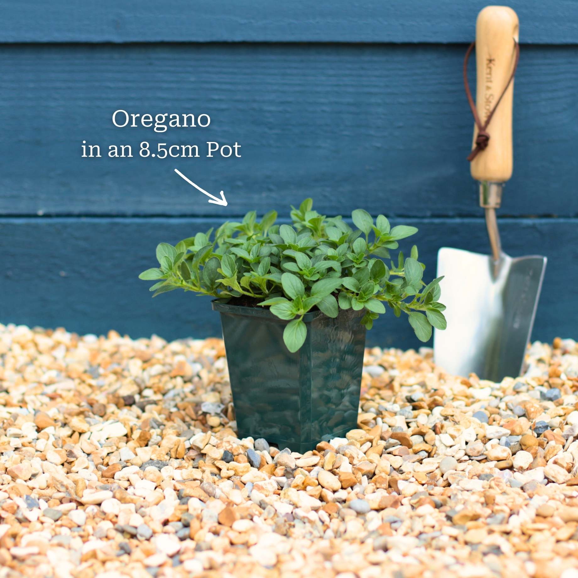 Mediterranean Herb Plants Collection - Image 4