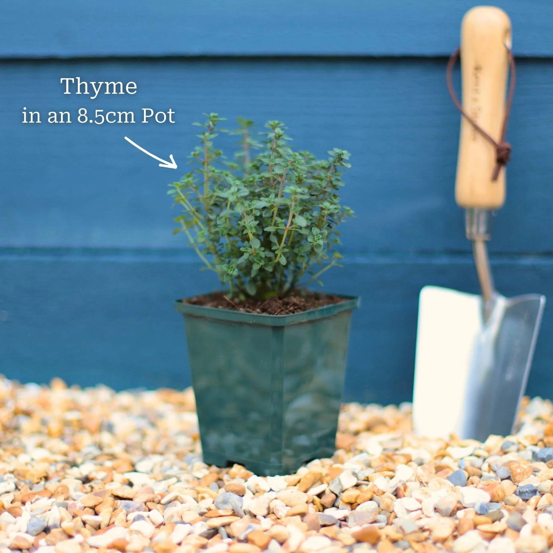 Indoor Herb Plants Collection - Image 5