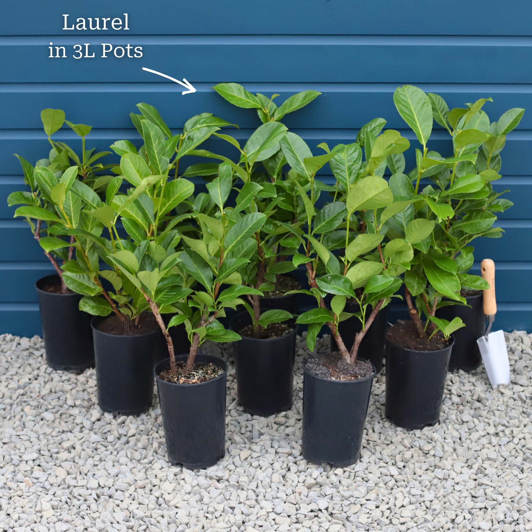Cherry Laurel Hedging | Prunus laurocerasus 'Rotundifolia' - Image 15