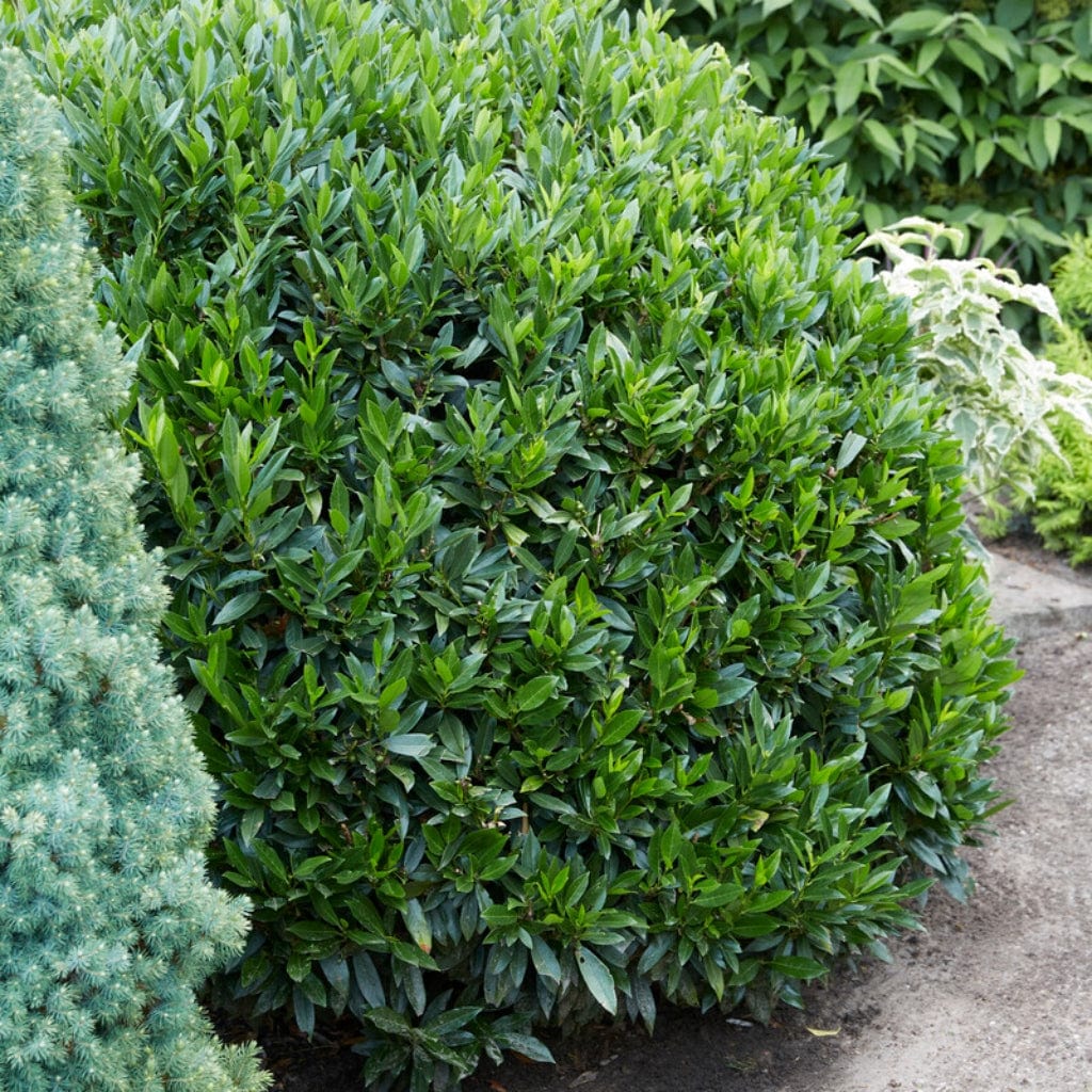 Cherry Laurel Hedging | Prunus laurocerasus 'Rotundifolia' - Image 7