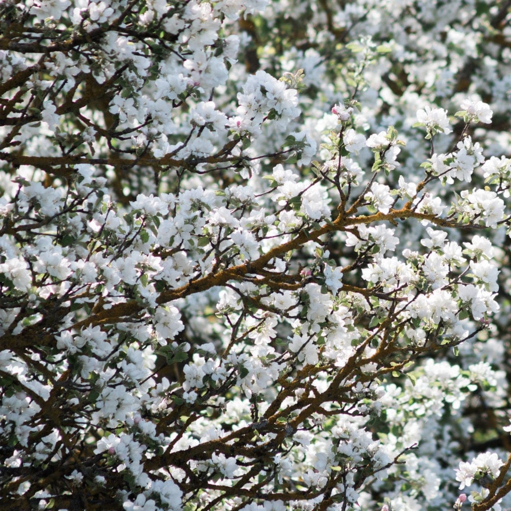 Cherry Plum Hedging | Prunus cerasifera - Image 2