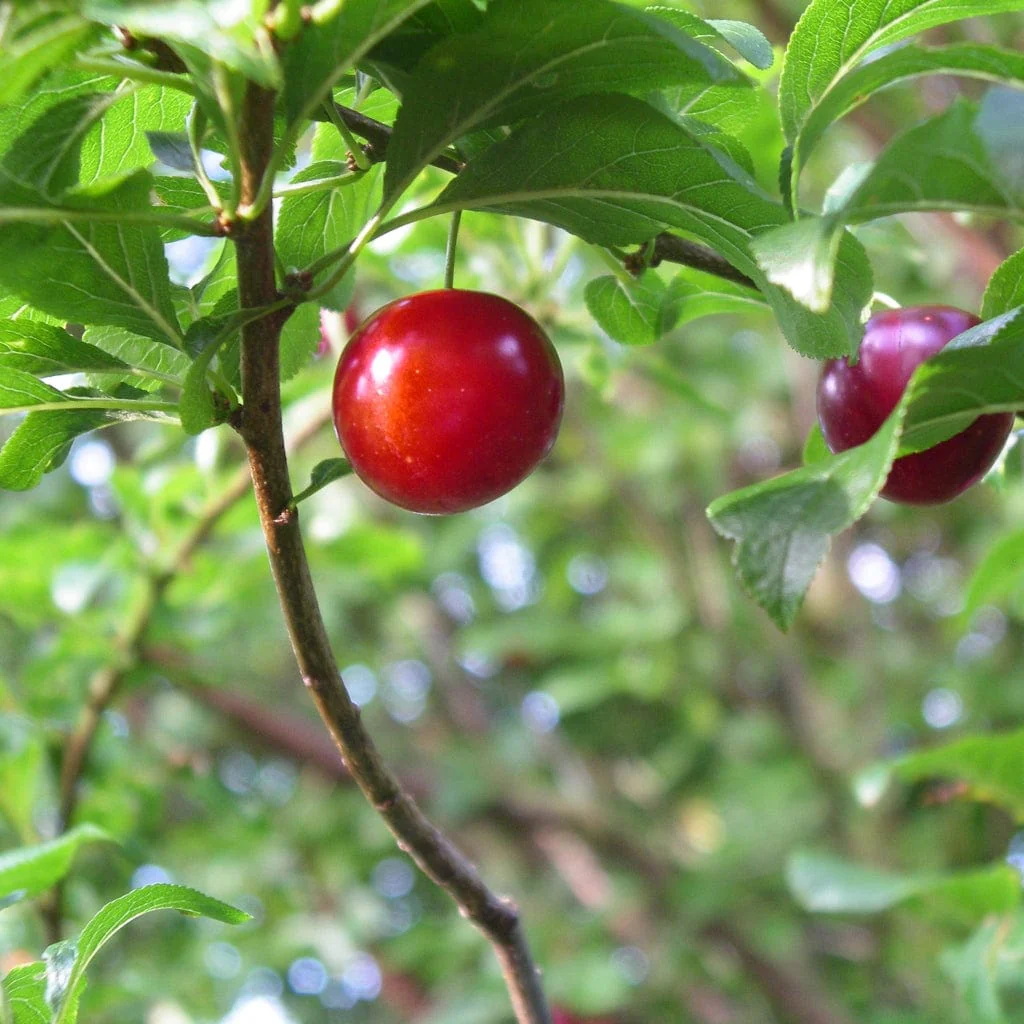 Cherry Plum Hedging | Prunus cerasifera - Image 5