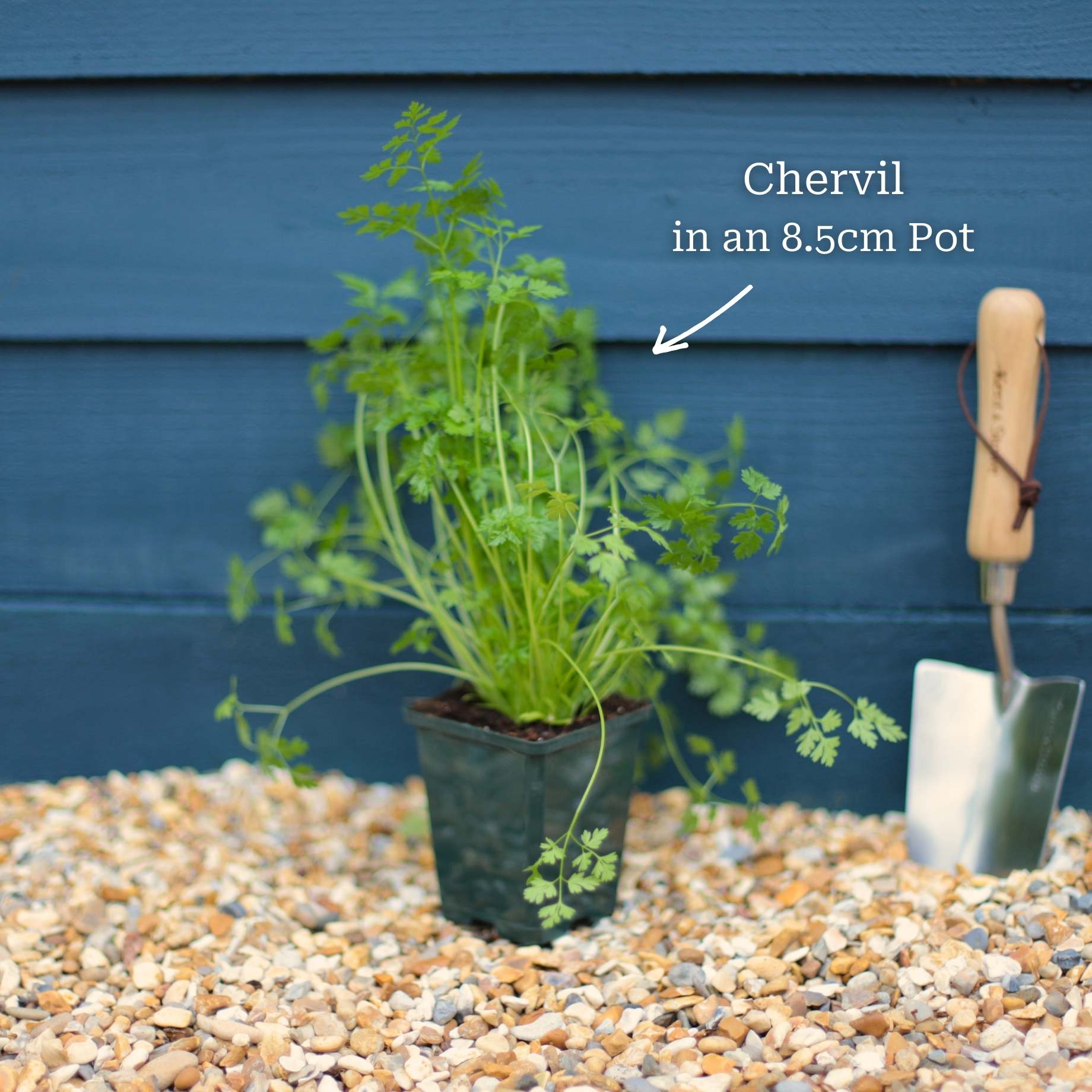 Chervil Plant - Image 2