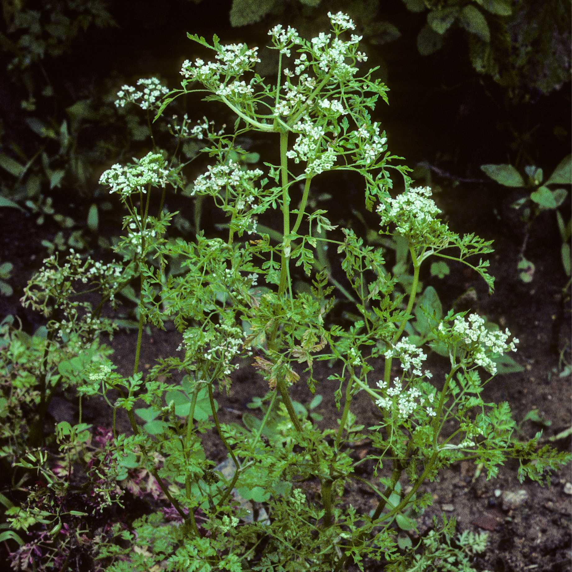 Chervil Plant - Image 4