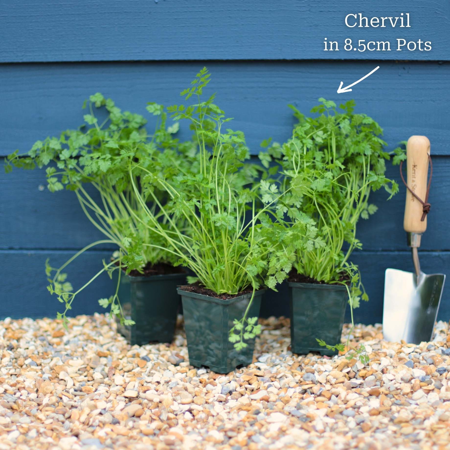 Chervil Plant - Image 5