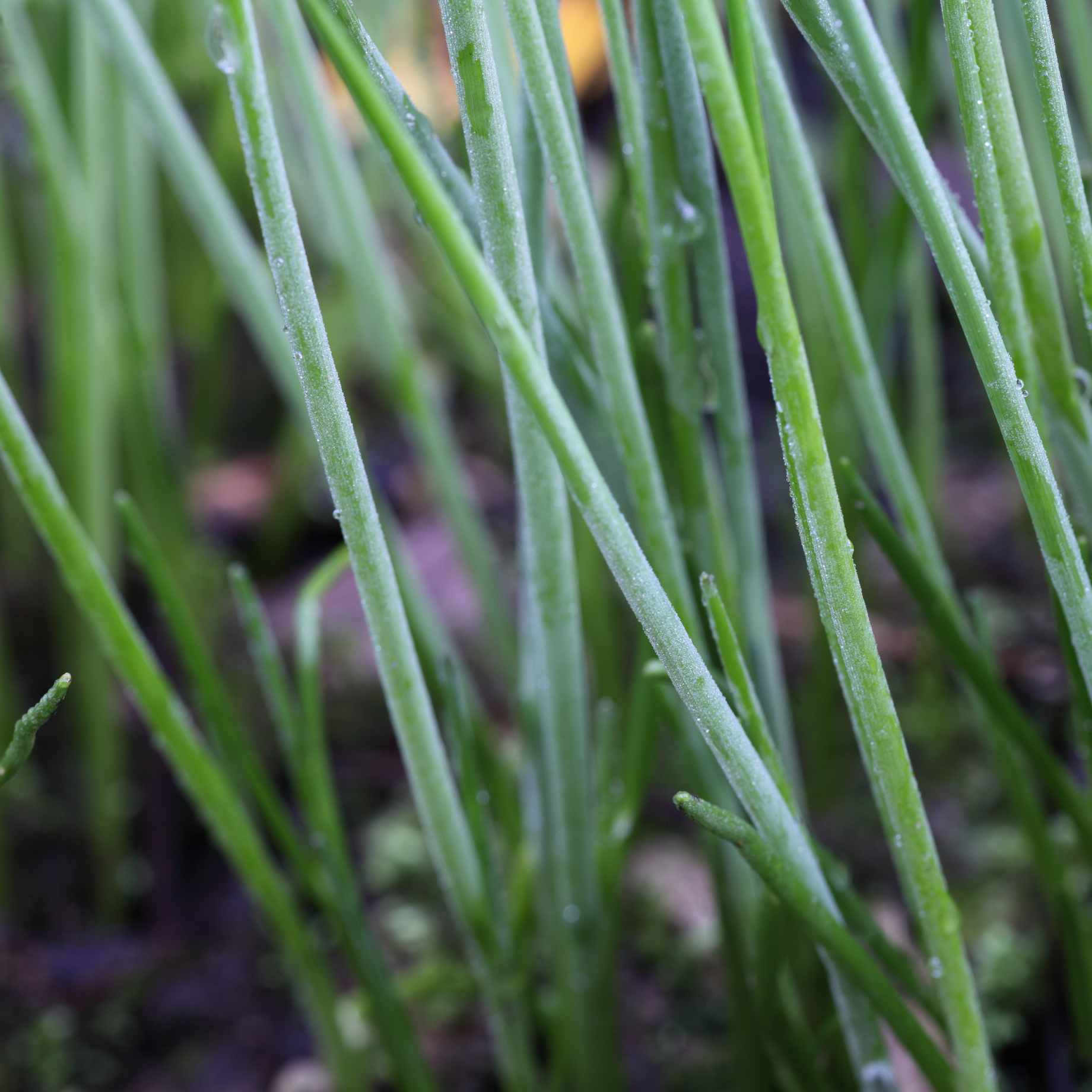 Chives Plant - Image 2