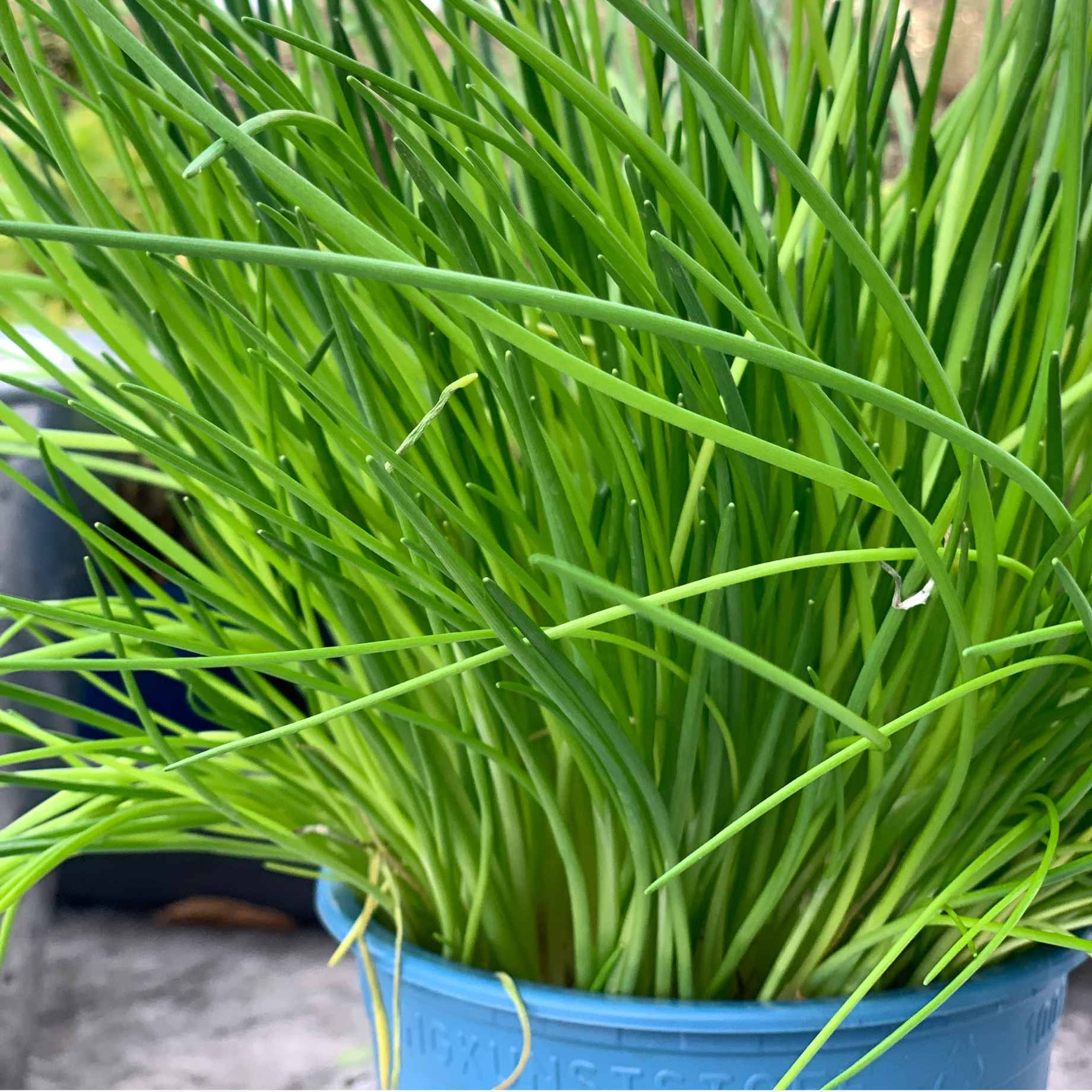 Chives Plant - Image 3