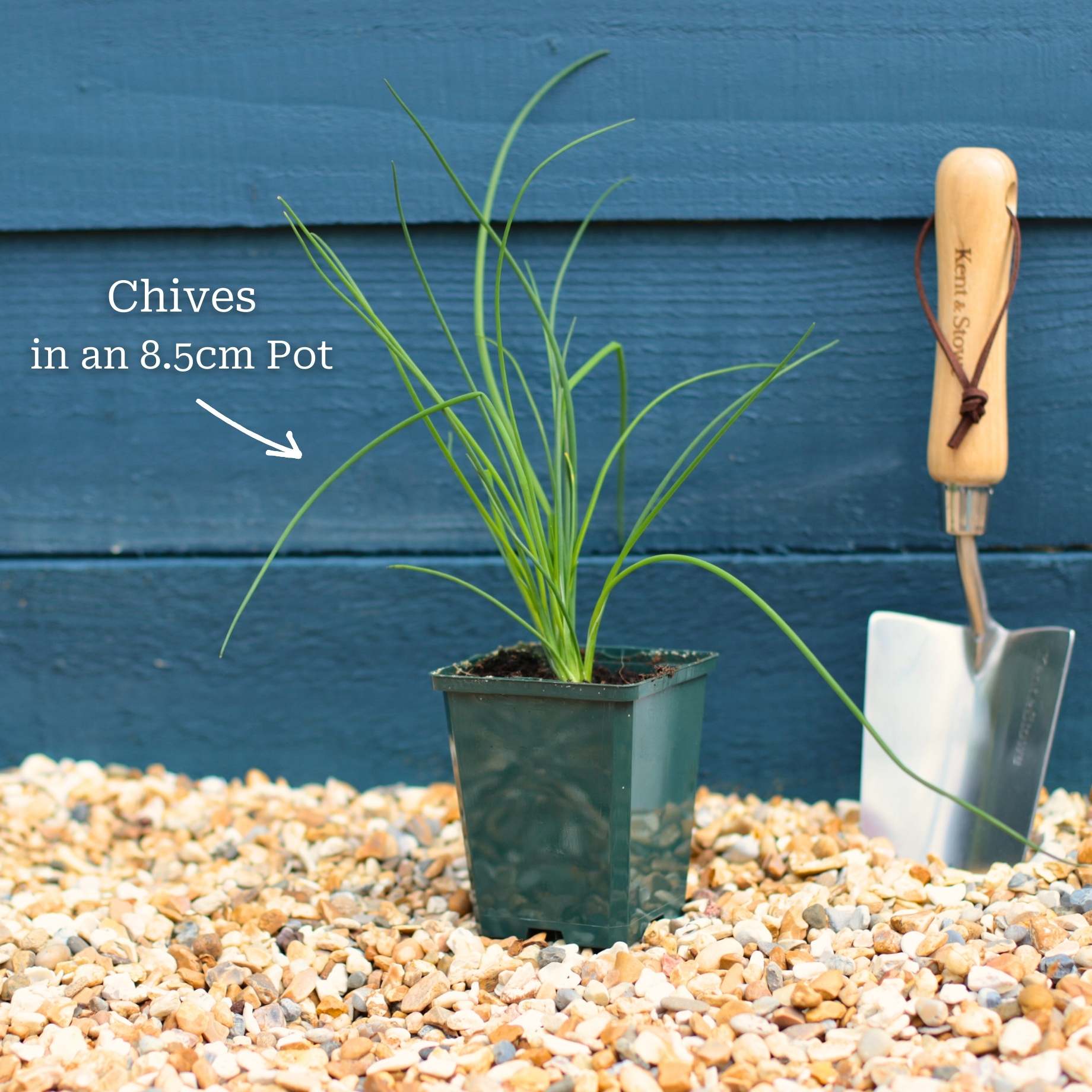 Chives Plant - Image 4