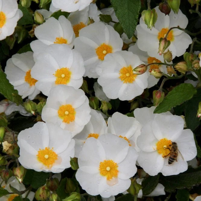 Cistus corbariensis - Image 3