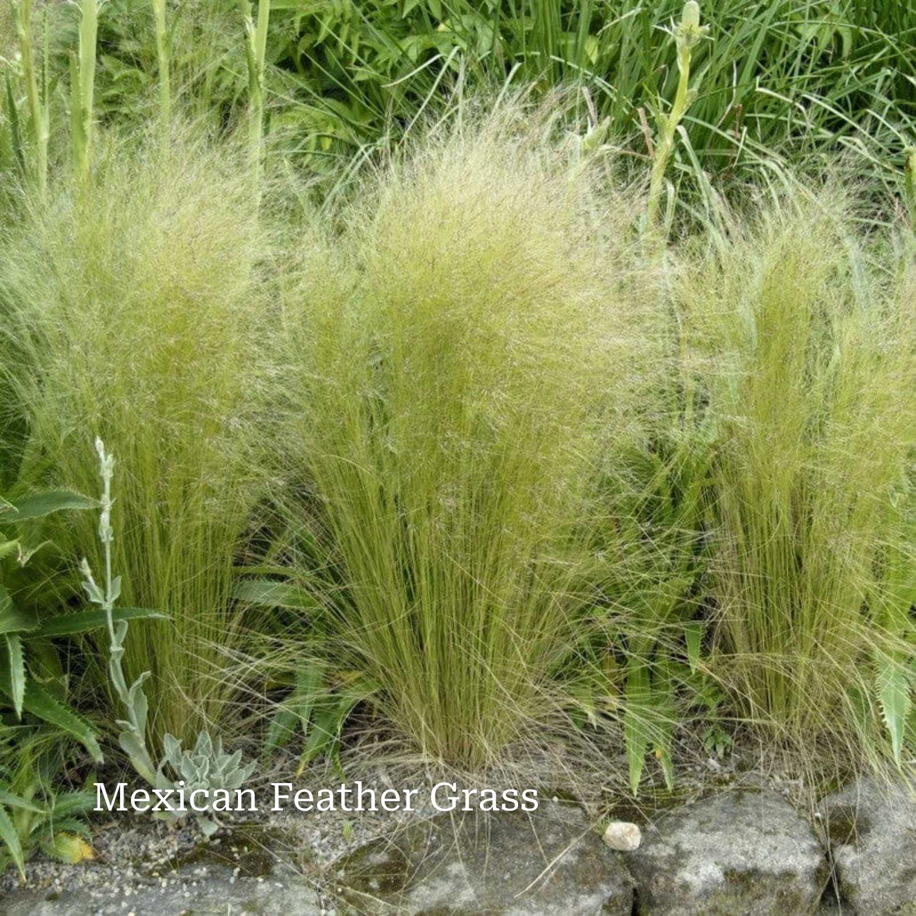 Classic Ornamental Grass Collection - Image 3