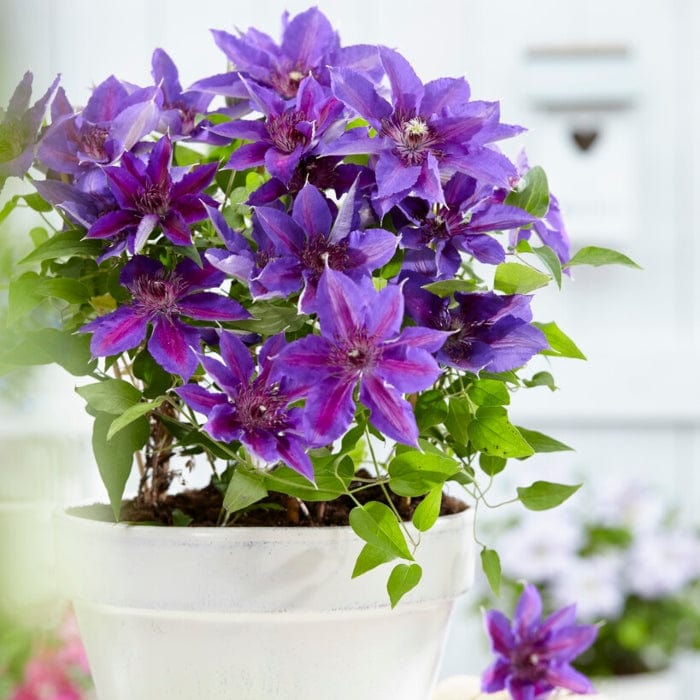 Clematis 'Edda' - Image 2