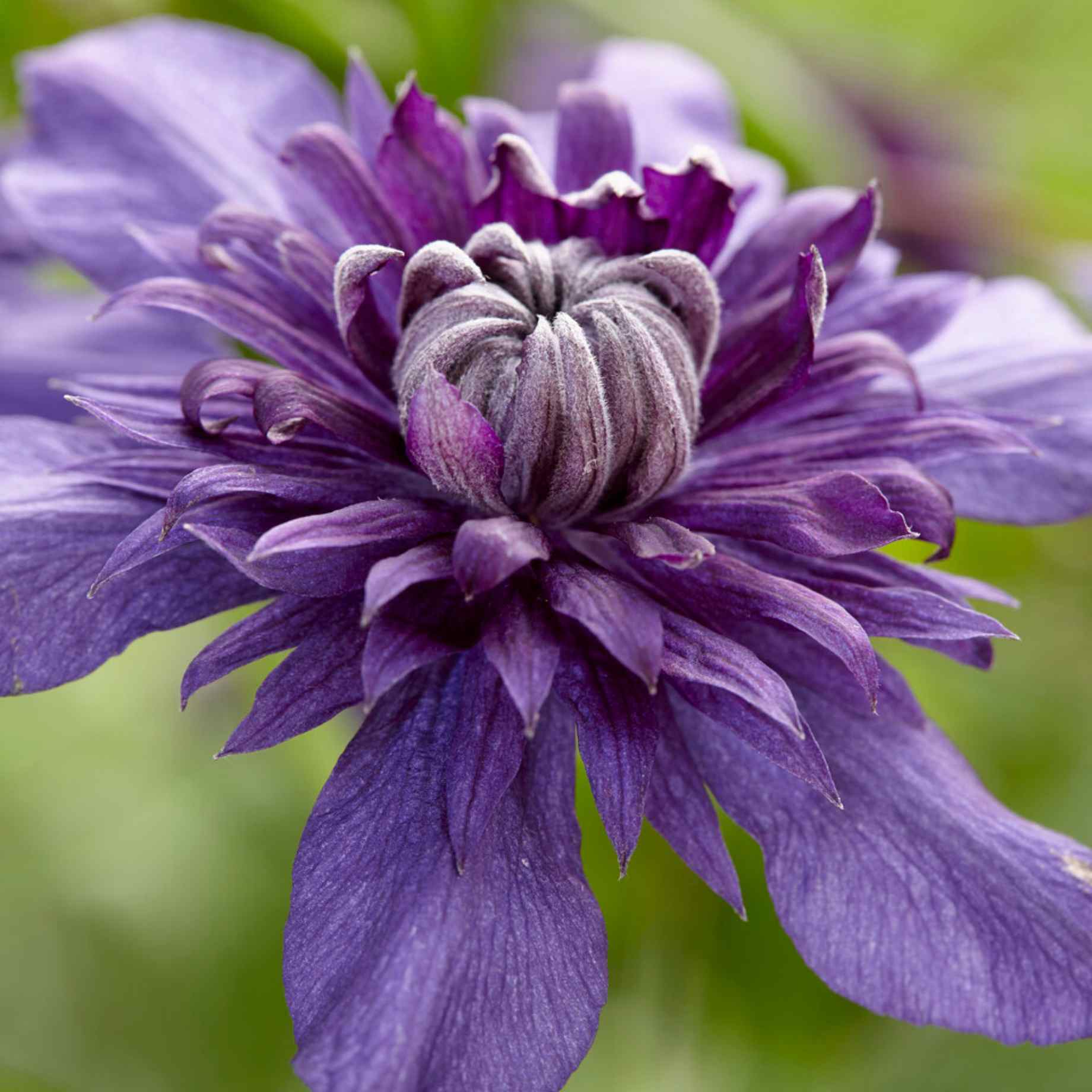 Clematis florida 'Kokonoe'