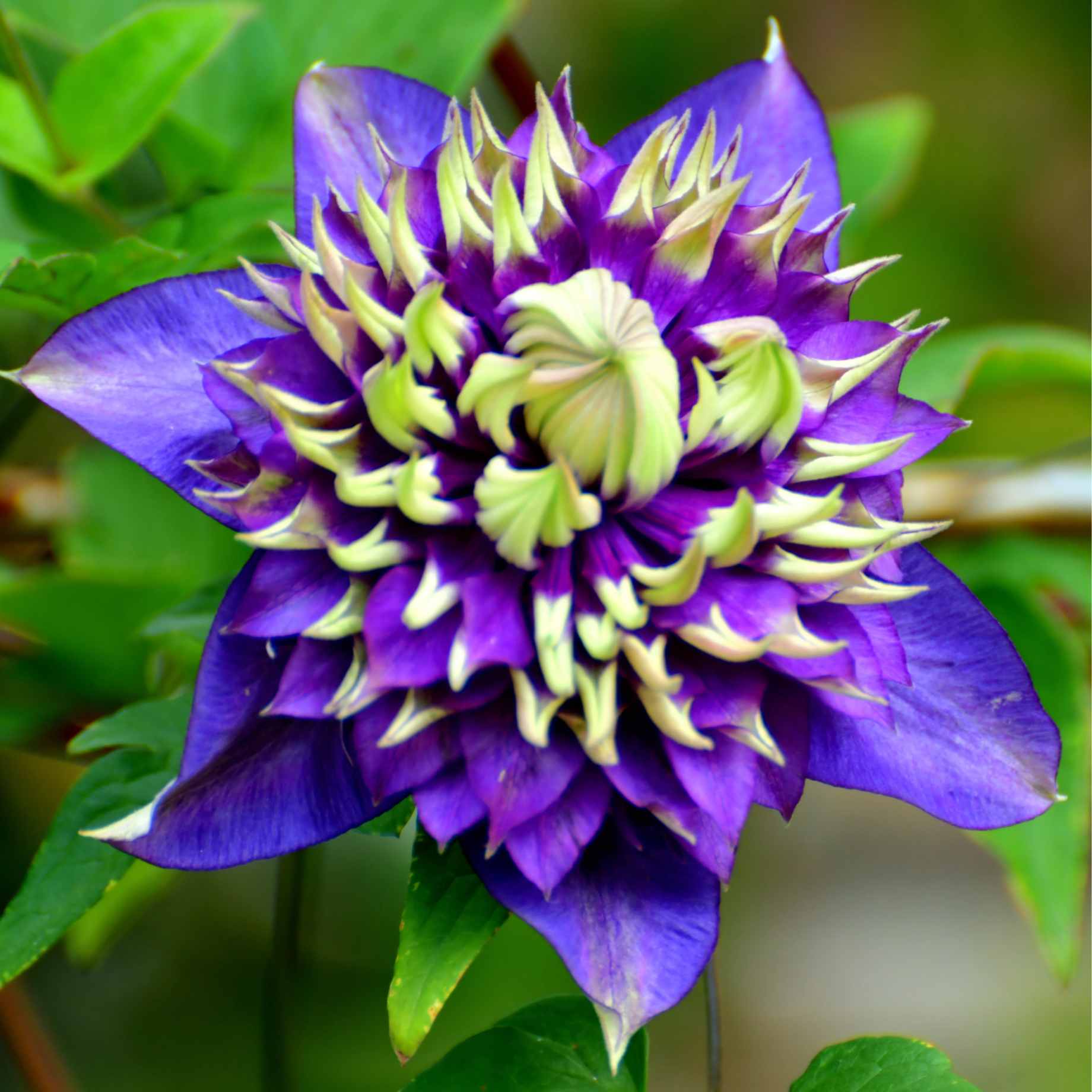 Clematis florida 'Taiga' - Image 2