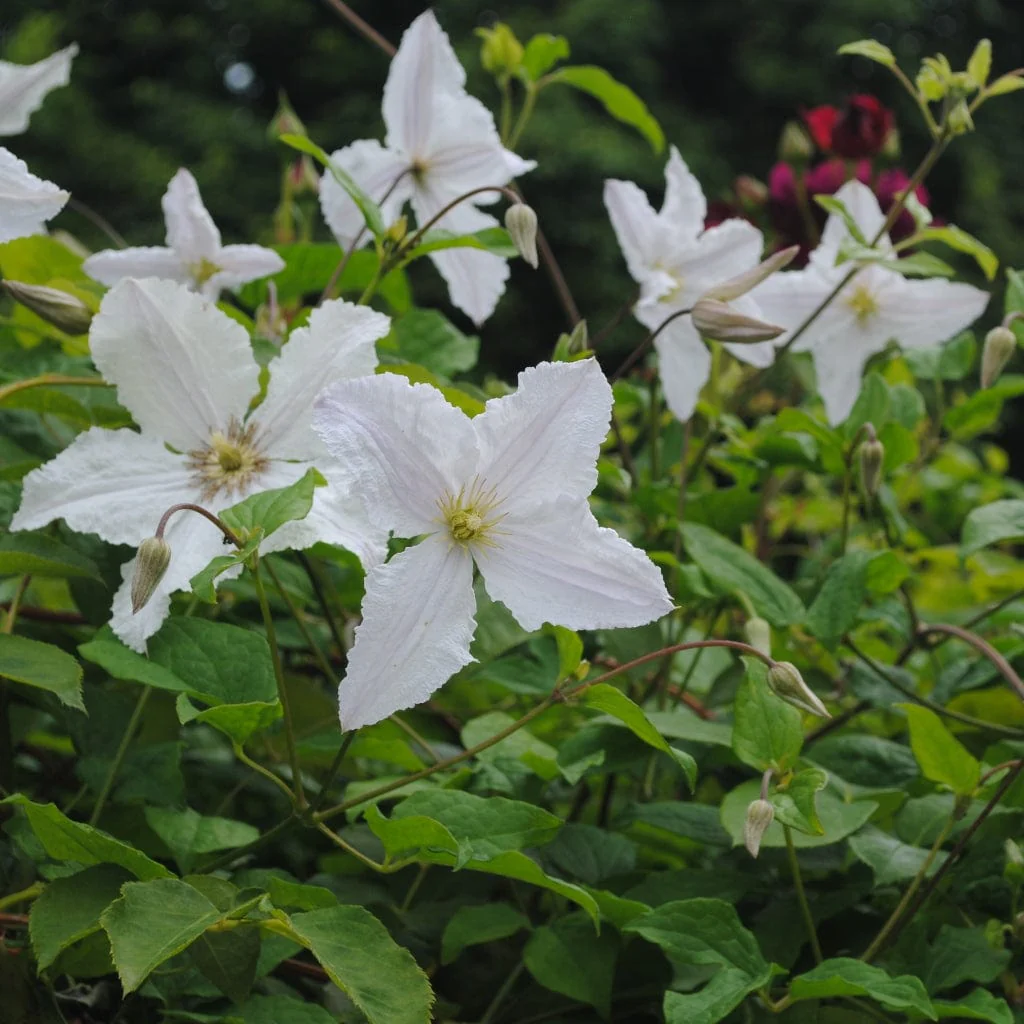 Clematis 'Prince George'