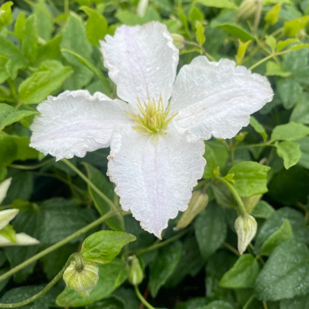 Clematis 'Prince George' - Image 2