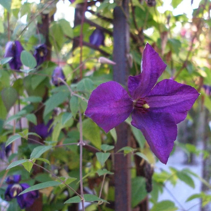 Clematis viticella 'Polish Spirit' - Image 4
