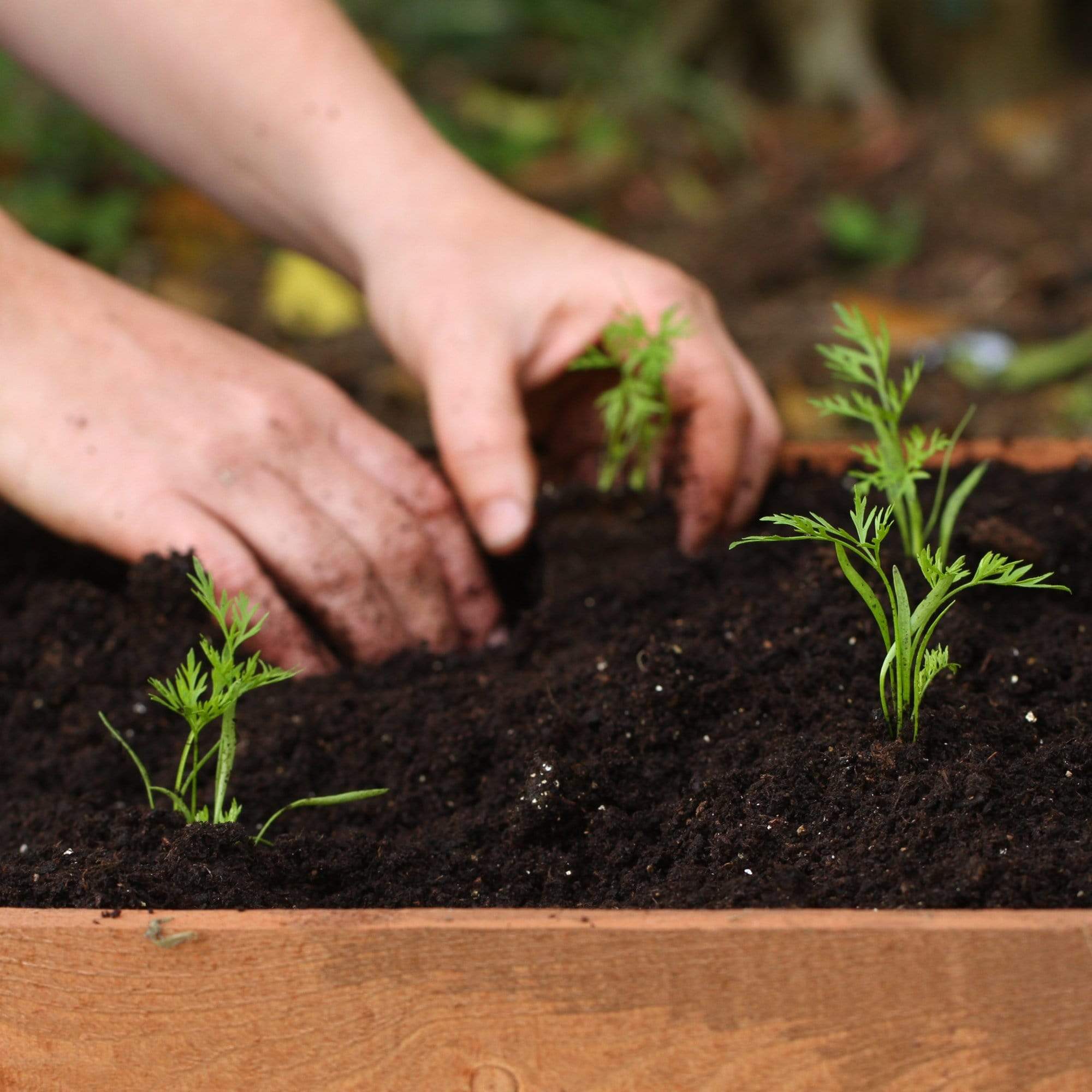 Colourful Carrot Plants - Image 3