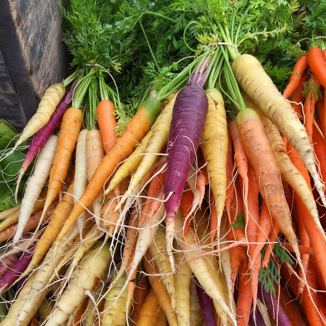Colourful Carrot Plants - Image 4