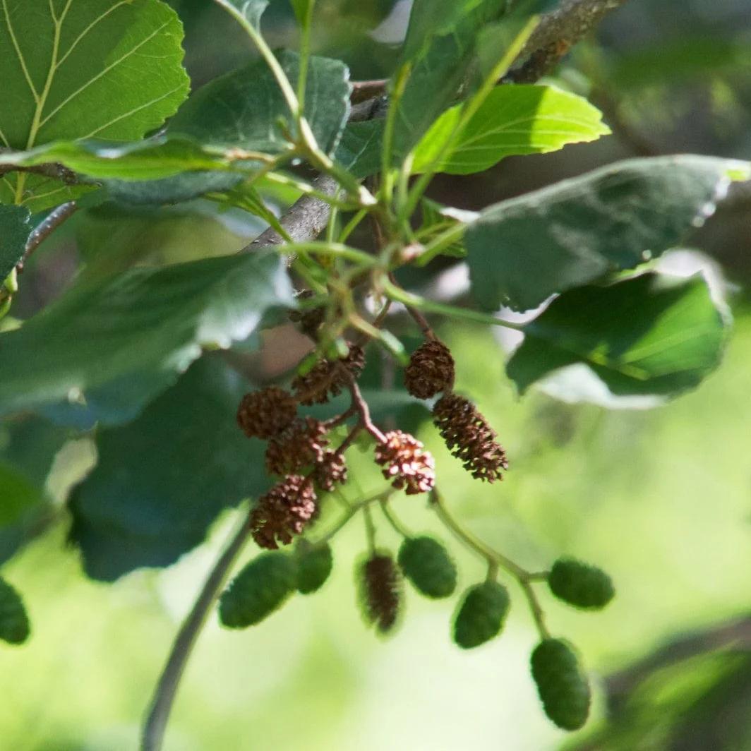 Common Alder Hedging | Alnus glutinosa - Image 2