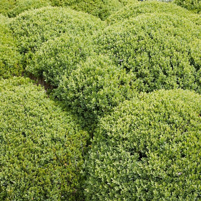 Common Box Hedging | Buxus sempervirens - Image 5