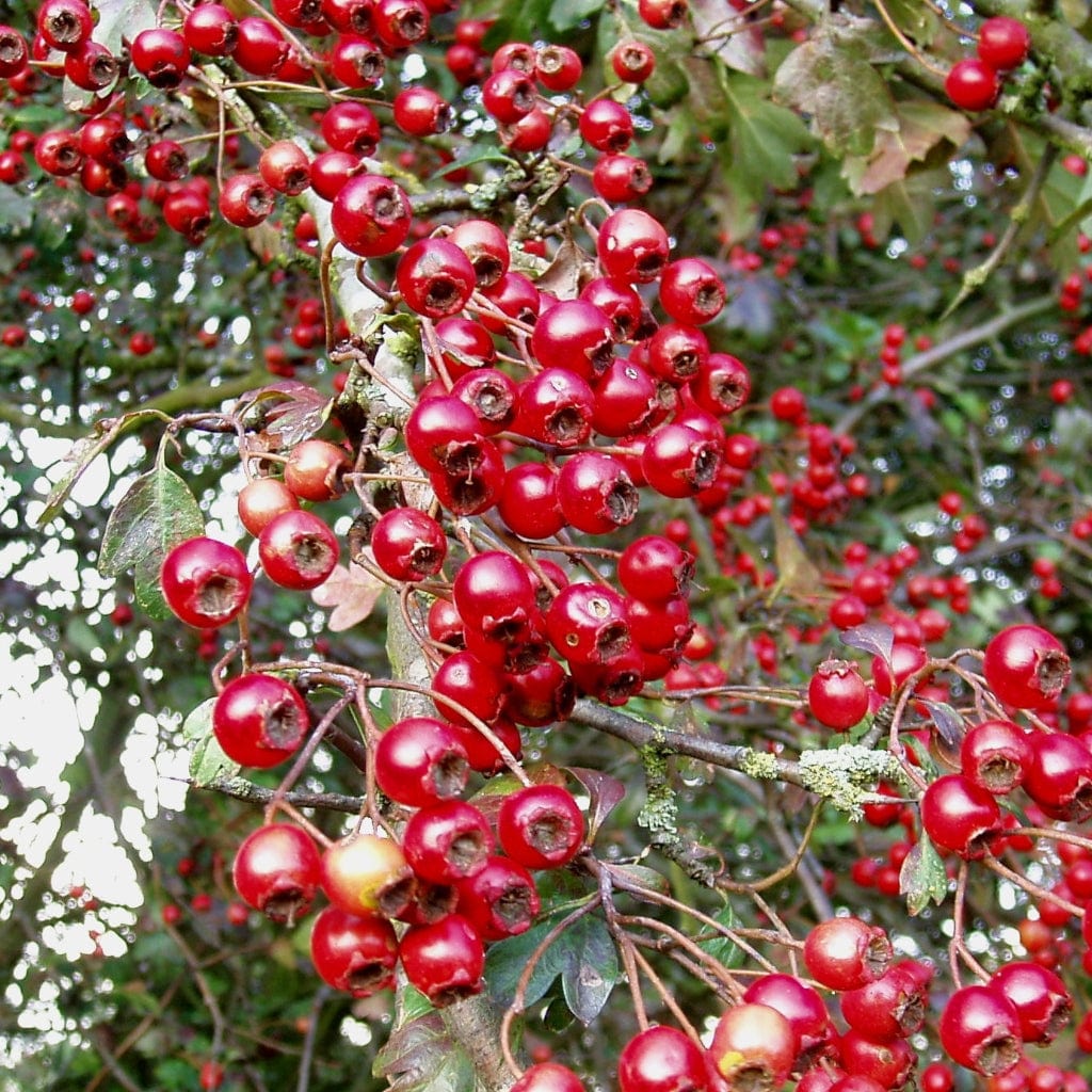 Common Hawthorn Hedging | Crataegus monogyna - Image 4