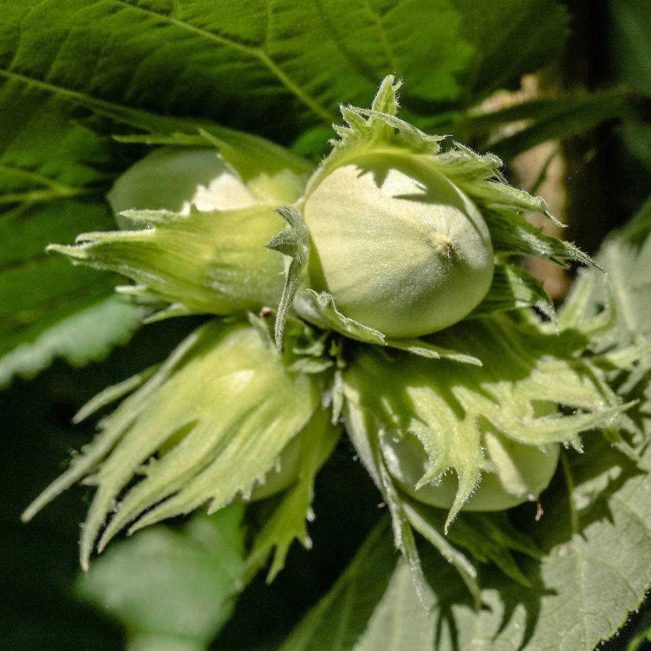 Common Hazel Hedging | Corylus avellana