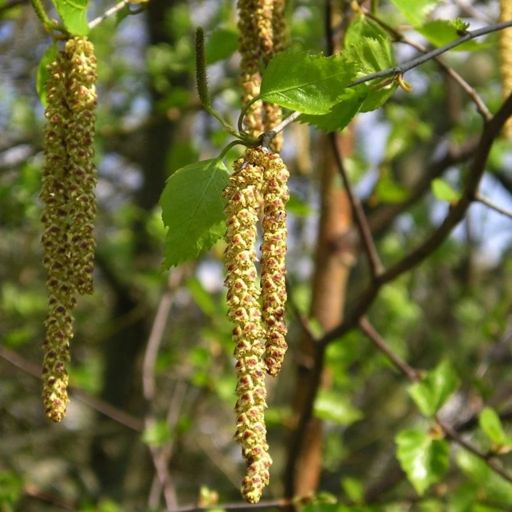 Common Hazel Hedging | Corylus avellana - Image 2